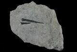 Two Jurassic Belemnites (Youngibelus) - Posidonia Shale #69552-2
